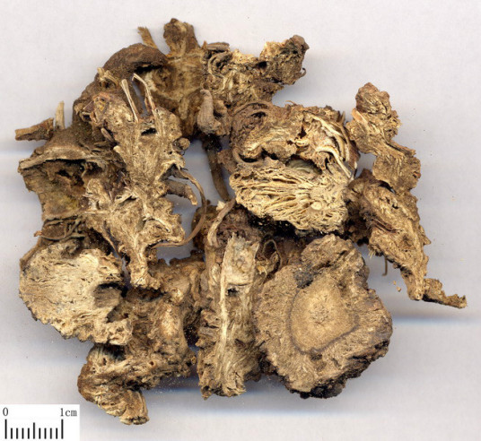 rhizoma ligustici wallachii extract rhizoma ligustici wallachii extract